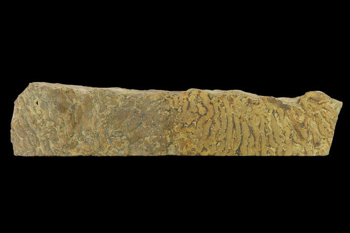 Pennsylvanian, Fossil Microbial Mat - Oklahoma #133145